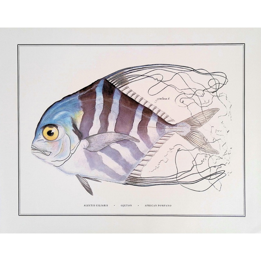 1985 African Pompano Fish Art Print J Orellana Vintage Book Plate 11x14